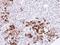 Gelsolin antibody, NBP1-33177, Novus Biologicals, Immunohistochemistry frozen image 