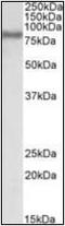 Acyl-CoA Synthetase Long Chain Family Member 4 antibody, orb89706, Biorbyt, Western Blot image 