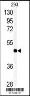 Replication factor C subunit 3 antibody, 61-558, ProSci, Western Blot image 