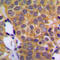 Dual Specificity Phosphatase 1 antibody, LS-C353968, Lifespan Biosciences, Immunohistochemistry frozen image 