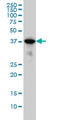 Mitogen-Activated Protein Kinase 13 antibody, LS-B5520, Lifespan Biosciences, Western Blot image 
