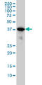 p38 MAPK antibody, LS-B5520, Lifespan Biosciences, Western Blot image 