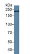 Trichohyalin antibody, LS-C688768, Lifespan Biosciences, Western Blot image 