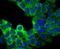 Fam antibody, NBP2-75704, Novus Biologicals, Immunofluorescence image 