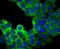 Ubiquitin Specific Peptidase 9 X-Linked antibody, NBP2-75704, Novus Biologicals, Immunofluorescence image 