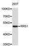 Ribosome Biogenesis Regulator 1 Homolog antibody, STJ26718, St John