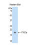 Collagen Type III Alpha 1 Chain antibody, LS-C293431, Lifespan Biosciences, Western Blot image 