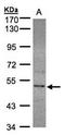 Selenophosphate Synthetase 2 antibody, orb73674, Biorbyt, Western Blot image 