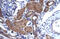 IKAROS Family Zinc Finger 2 antibody, 27-392, ProSci, Immunohistochemistry frozen image 