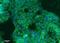 Symplekin antibody, orb325043, Biorbyt, Immunohistochemistry paraffin image 