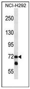 Lysyl Oxidase Like 3 antibody, AP52515PU-N, Origene, Western Blot image 