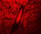 WD Repeat Domain 74 antibody, NBP1-77140, Novus Biologicals, Immunofluorescence image 