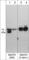 Methyl-CpG Binding Protein 2 antibody, MP4601, ECM Biosciences, Western Blot image 