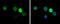 Hemoglobin subunit zeta antibody, MA5-27754, Invitrogen Antibodies, Immunofluorescence image 