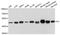 Fumarate Hydratase antibody, A5688, ABclonal Technology, Western Blot image 