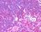 Unc-13 Homolog D antibody, NB100-41385, Novus Biologicals, Immunohistochemistry frozen image 
