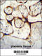 Endothelin Converting Enzyme 1 antibody, 62-505, ProSci, Immunohistochemistry paraffin image 