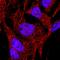 ITA8 antibody, BAF4076, R&D Systems, Western Blot image 