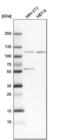 Sorting Nexin 14 antibody, PA5-53615, Invitrogen Antibodies, Western Blot image 