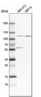 Sorting Nexin 14 antibody, PA5-53615, Invitrogen Antibodies, Western Blot image 