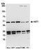 Histone acetyltransferase type B catalytic subunit antibody, A305-360A, Bethyl Labs, Western Blot image 