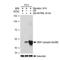 Mitogen-Activated Protein Kinase Kinase 1 antibody, GTX03217, GeneTex, Western Blot image 