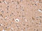 Glypican 6 antibody, CSB-PA929652, Cusabio, Immunohistochemistry paraffin image 