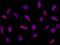 Peptidylprolyl Isomerase Like 2 antibody, 14418-R015, Sino Biological, Immunohistochemistry frozen image 