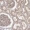 Alpha Kinase 1 antibody, NBP1-83593, Novus Biologicals, Immunohistochemistry frozen image 