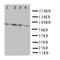 Sp4 Transcription Factor antibody, LS-C313002, Lifespan Biosciences, Western Blot image 