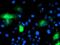 Calpain 9 antibody, MA5-25741, Invitrogen Antibodies, Immunocytochemistry image 