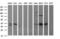 Arginase 2 antibody, LS-B14525, Lifespan Biosciences, Western Blot image 