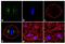 Aurora A antibody, 44-1210G, Invitrogen Antibodies, Immunofluorescence image 