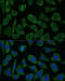 FKBP Prolyl Isomerase 1B antibody, 16-579, ProSci, Immunofluorescence image 