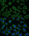 Peptidyl-prolyl cis-trans isomerase FKBP1B antibody, 16-579, ProSci, Immunofluorescence image 