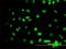 GATA Binding Protein 2 antibody, H00002624-M02, Novus Biologicals, Immunofluorescence image 
