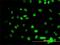 GATA Binding Protein 2 antibody, H00002624-M02, Novus Biologicals, Immunofluorescence image 