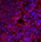 Eukaryotic Translation Initiation Factor 2 Alpha Kinase 2 antibody, 3947, ProSci, Immunofluorescence image 