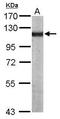 Actinin Alpha 4 antibody, TA308476, Origene, Western Blot image 
