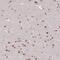 MHC class II regulatory factor RFX1 antibody, PA5-61809, Invitrogen Antibodies, Immunohistochemistry frozen image 