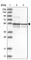 CAP-50 antibody, HPA027545, Atlas Antibodies, Western Blot image 