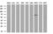 Lipase G, Endothelial Type antibody, GTX84209, GeneTex, Western Blot image 