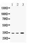 Proteolipid Protein 1 antibody, A01056-1, Boster Biological Technology, Western Blot image 