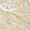 Translocase Of Outer Mitochondrial Membrane 20 antibody, 22-476, ProSci, Immunohistochemistry frozen image 