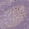Protein Tyrosine Phosphatase Receptor Type J antibody, NBP1-86547, Novus Biologicals, Immunohistochemistry frozen image 