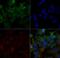 Scavenger Receptor Class B Member 1 antibody, GTX20396, GeneTex, Immunofluorescence image 