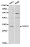 Cyclin D2 antibody, A01079, Boster Biological Technology, Western Blot image 