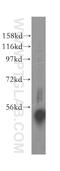 UFM1 Specific Peptidase 2 antibody, 16999-1-AP, Proteintech Group, Western Blot image 