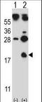 Hemoglobin Subunit Gamma 1 antibody, LS-C166803, Lifespan Biosciences, Western Blot image 