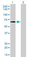 Glutamate-Cysteine Ligase Catalytic Subunit antibody, LS-C197304, Lifespan Biosciences, Western Blot image 